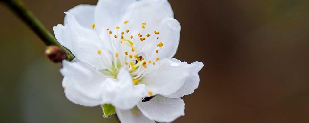 Simpatia da flor branca